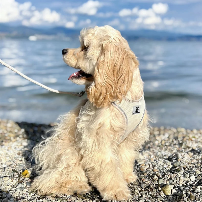 SMALL COMBINATION Small Dog Harness Leash Set Soft Reflective for Puppy Cat Harness Pet Vest Chihuaahua Sausage  Outdoor Walking